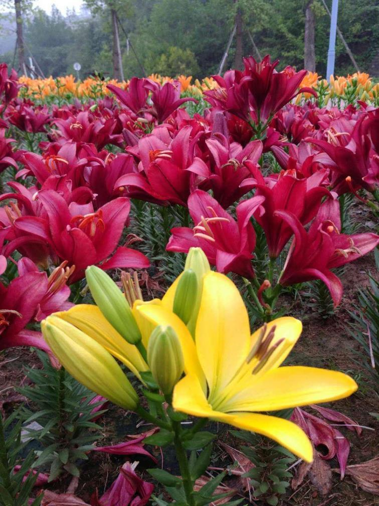 7月开的花都有什么花，有关七月专属花介绍