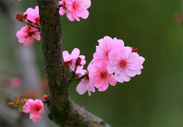 二月开的是什么花，盘点二月具有代表性的花