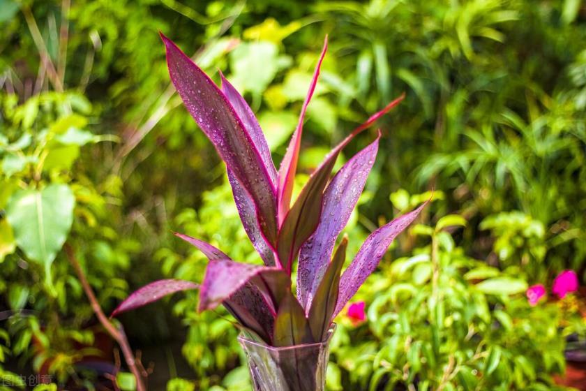 万年青植物怎么养殖，详解万年青栽培要点