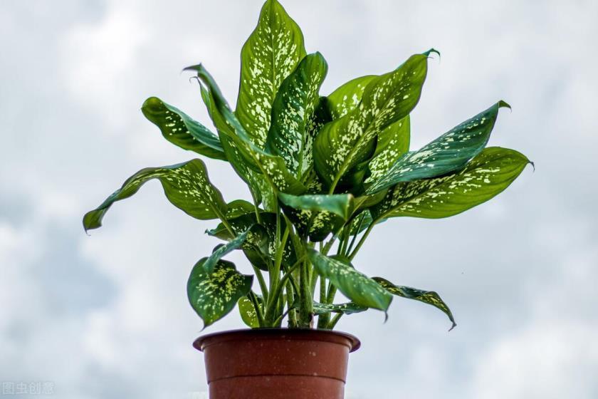 万年青植物怎么养殖，详解万年青栽培要点