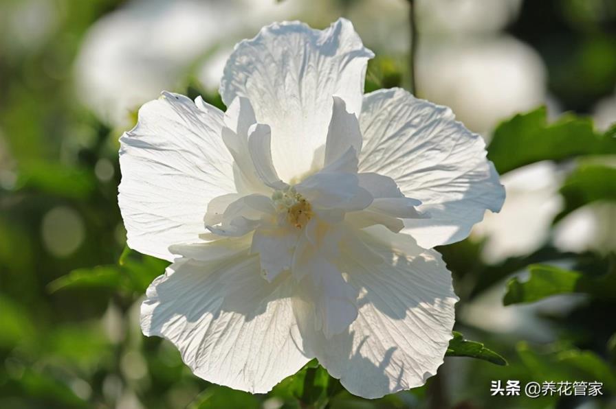 木芙蓉花有几种，盘点六大常见的木芙蓉花