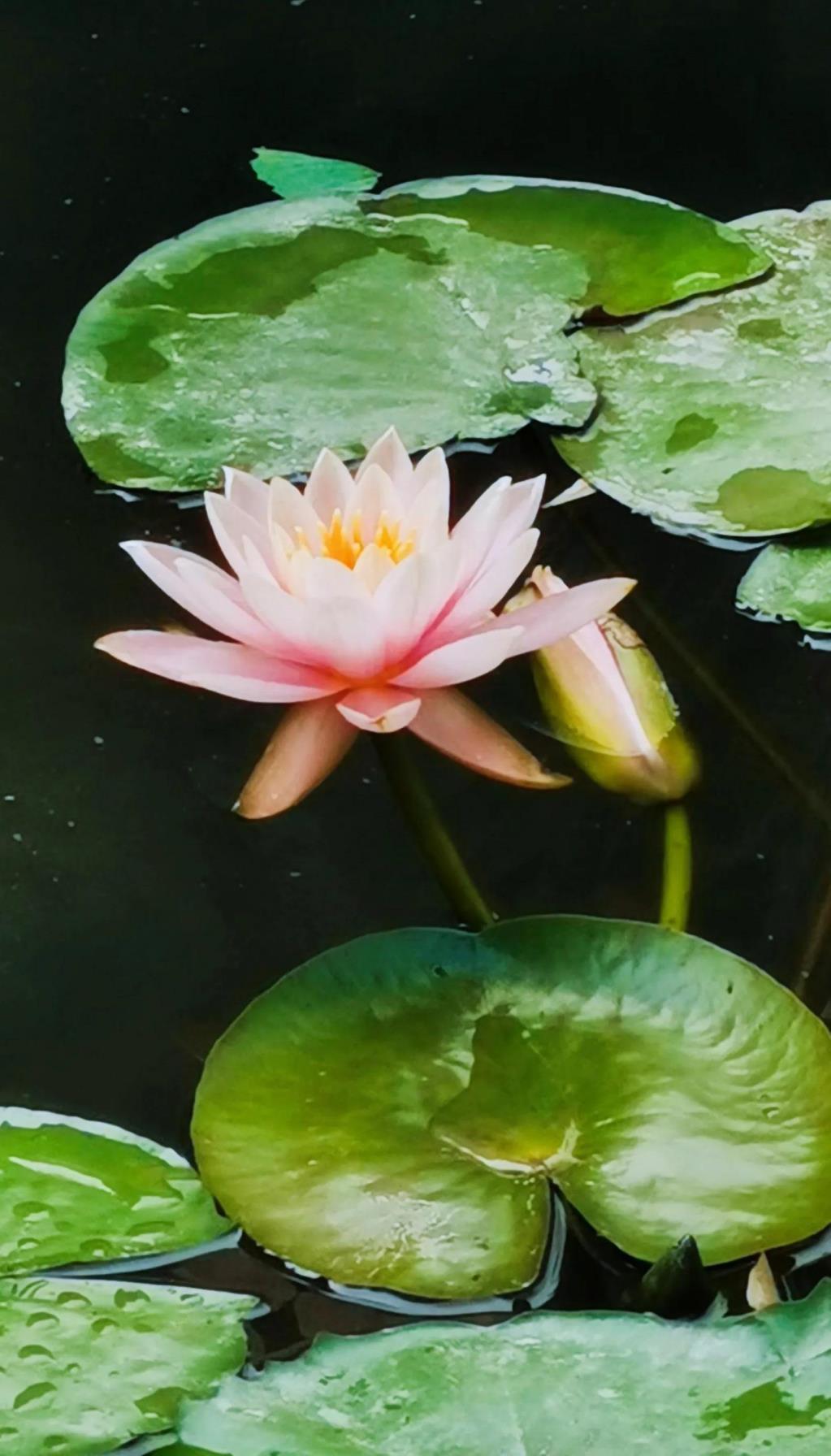 睡莲的寓意和花语，浅谈睡莲的象征意义