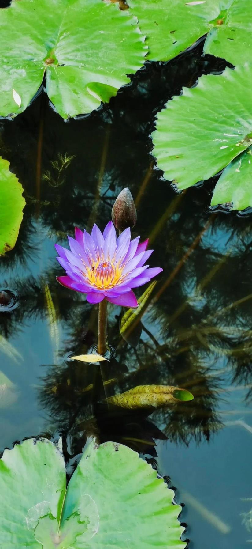 睡莲的寓意和花语，浅谈睡莲的象征意义