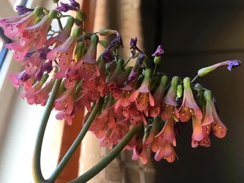 家庭常见花卉有哪些，居家花卉品种及图解