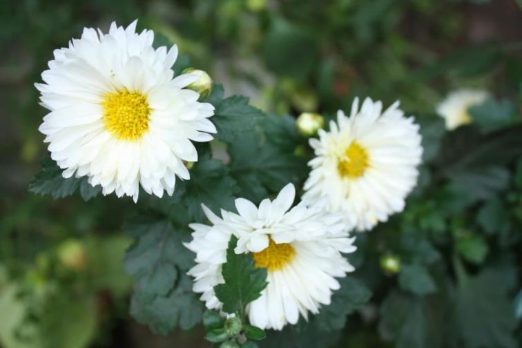 菊花在什么时候开放，观赏菊花花期简介