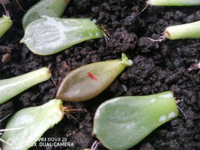 多肉植物怎样繁殖，多肉植物叶插方法讲解