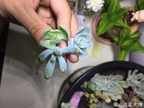 多肉植物怎样繁殖，多肉植物叶插方法讲解