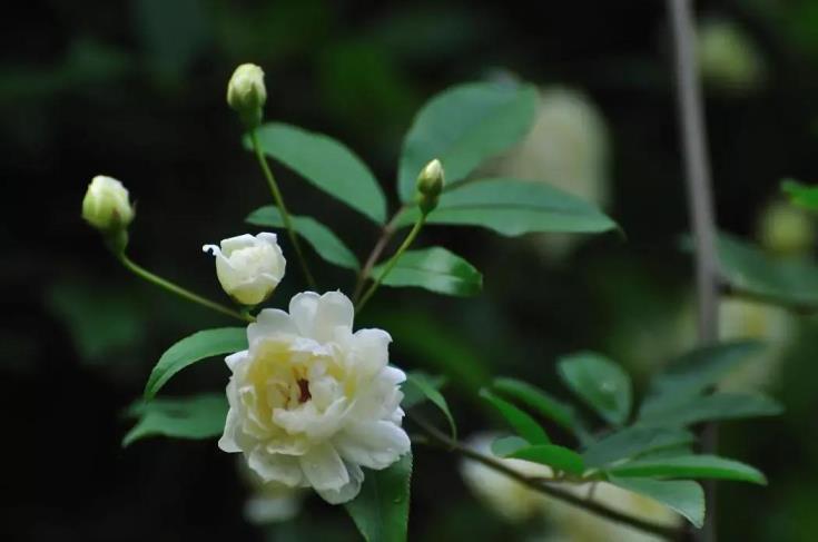 木香花的寓意是什么，浅谈木香花语与象征