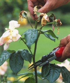 月季花怎么养比较好，月季的种植方法及管理