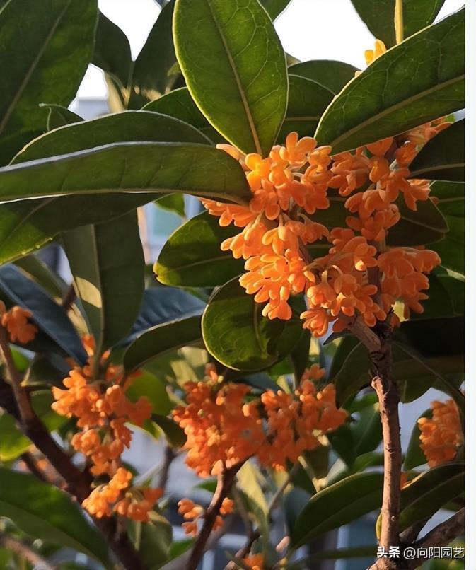 桂花每年什么时候开花，观赏桂花的花期简介