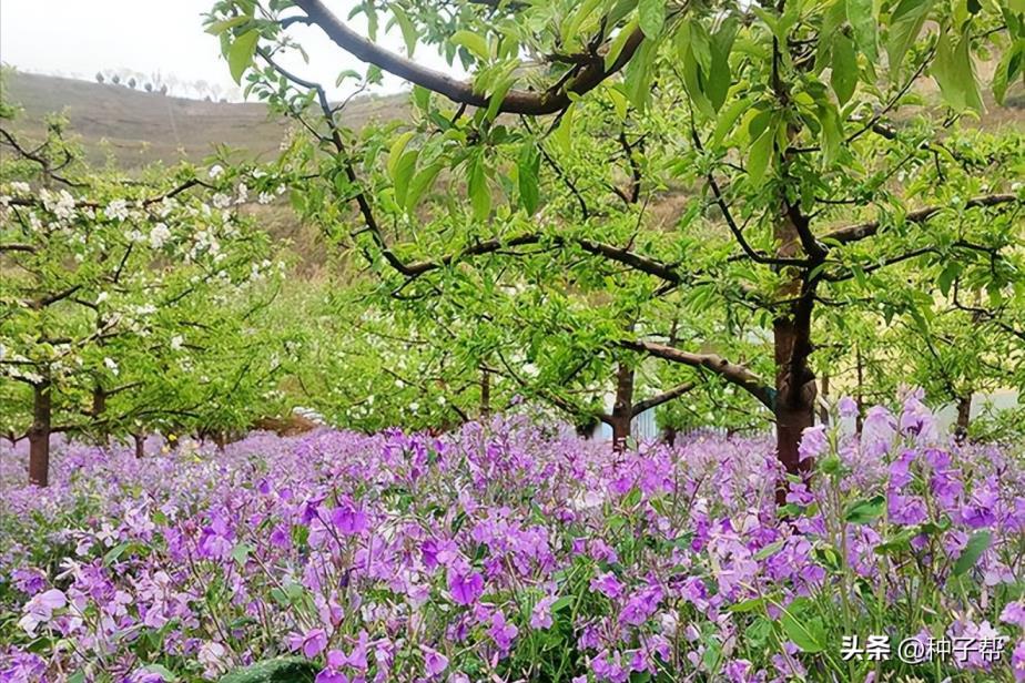 二月兰怎么养能开花，二月兰种植方法和时间