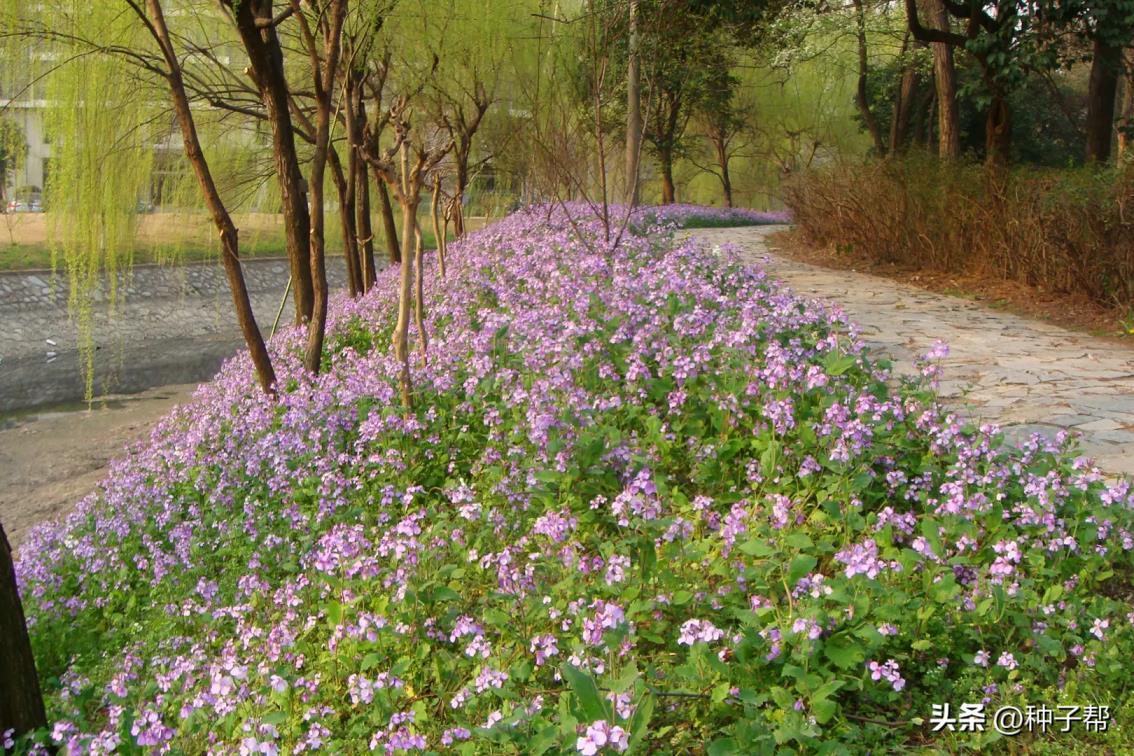 二月兰怎么养能开花，二月兰种植方法和时间