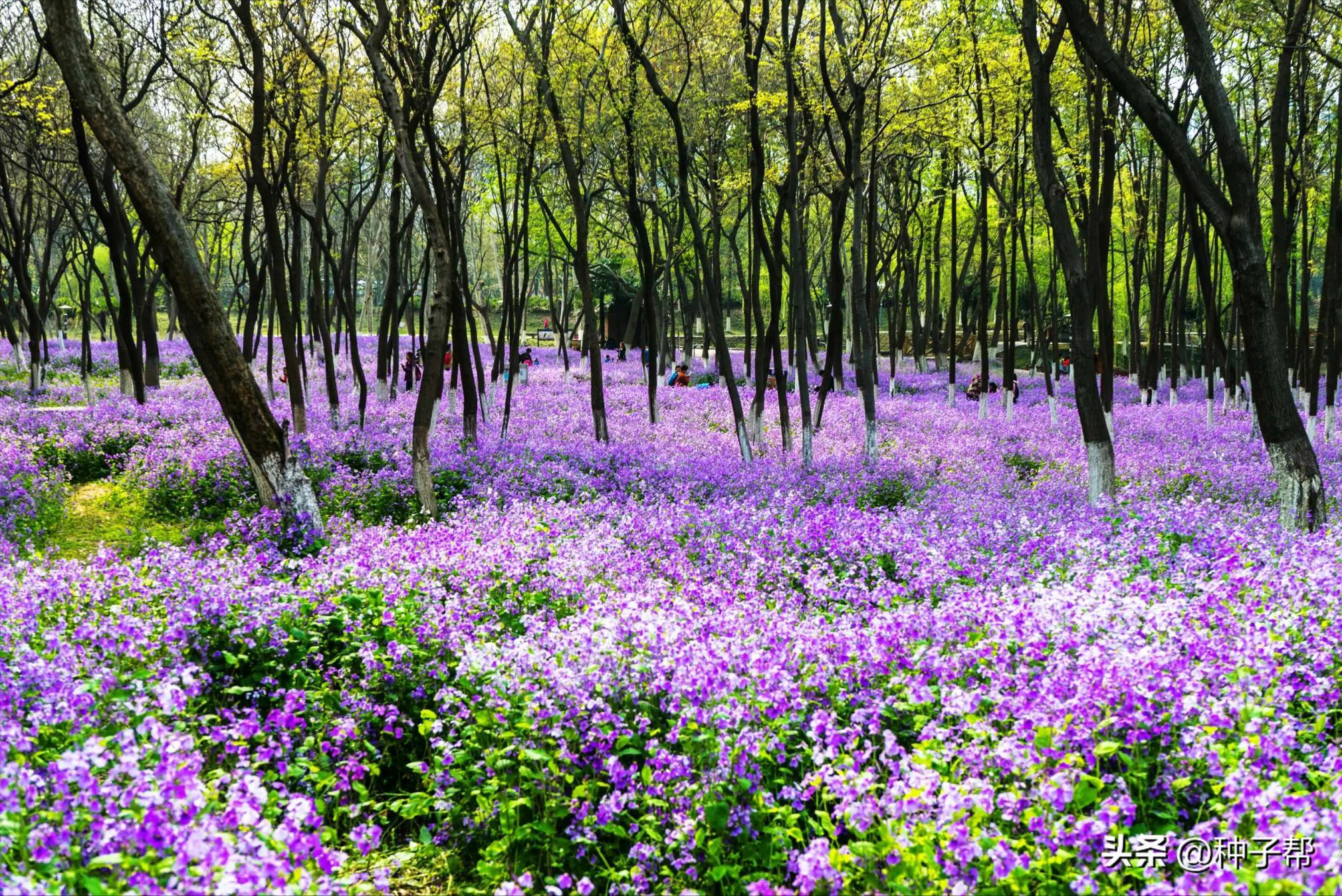 二月兰怎么养能开花，二月兰种植方法和时间