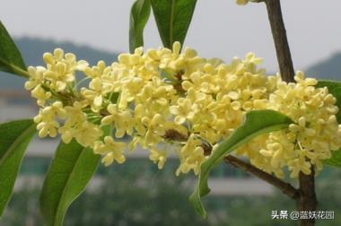 怎样养好桂花树，详解桂花树栽培技术