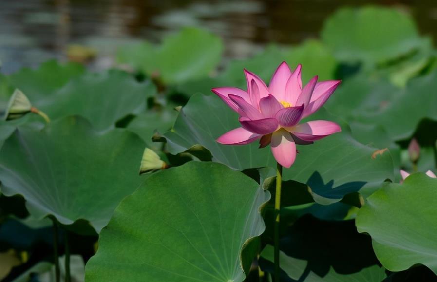 莲藕怎么种植，莲藕的种植方法与时间