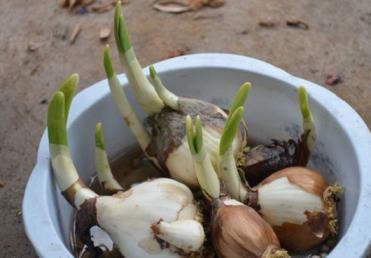 水培水仙花怎么养最好，分享水仙花的水培技巧