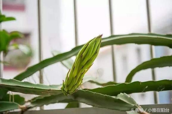 如何种植火龙果，分享种火龙果盆栽全过程