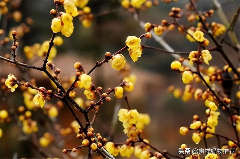 冬天开的花有哪些，盘点10种代表冬天的花