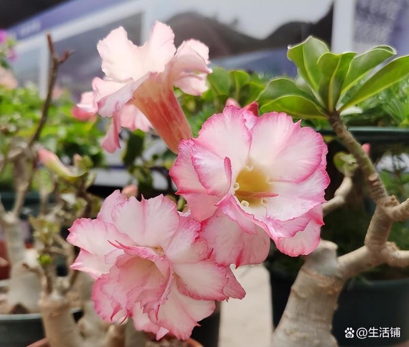 沙漠玫瑰怎么种植养护，沙漠玫瑰种植时间和方法