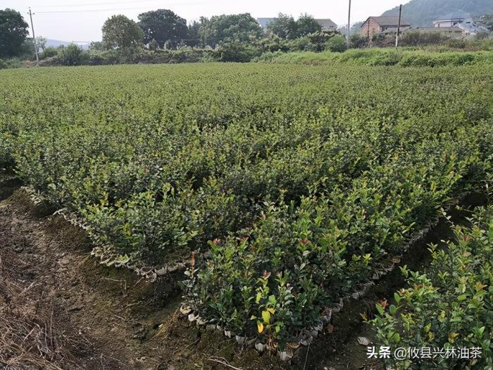 油茶树什么时候种植最好，油茶树的种植栽培管理