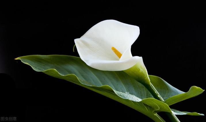 海芋的花期是什么时候，有关海芋的开花时间