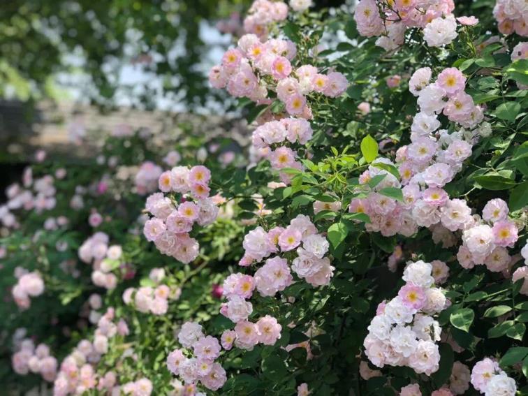 室外什么花四季开花又好养，盘点七种四季开花的花卉