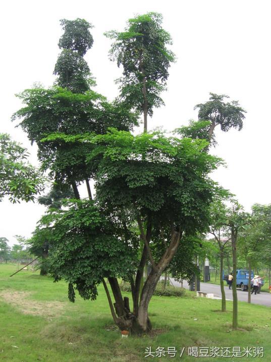 幌伞枫怎么浇水，有关幌伞枫的养护知识