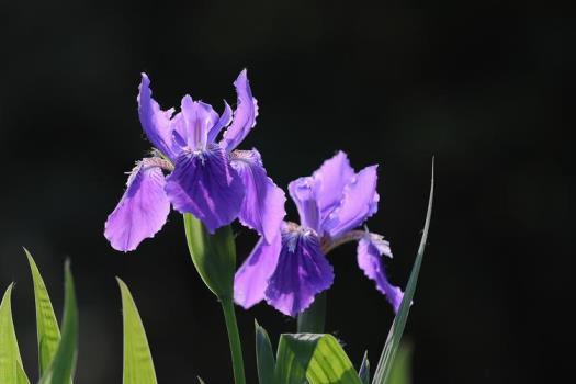 鸢尾兰花语是什么，鸢尾花的寓意和象征意义