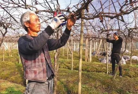 葡萄怎么栽培，关于葡萄栽培与修剪技术