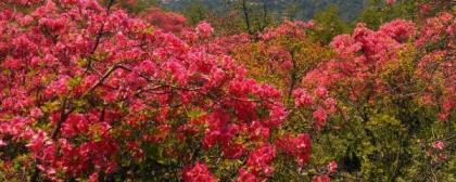 野生杜鹃花怎么栽种，野生杜鹃花移栽方法讲解