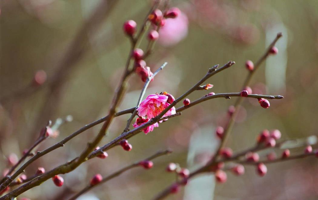 梅花是冬季还是春季开，有关梅花花期简介