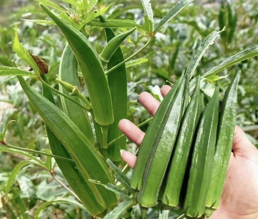 秋葵怎么种植，有关秋葵的家庭种植方法