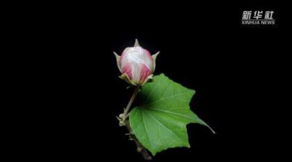 芙蓉花什么时候开，观赏芙蓉花花期简介