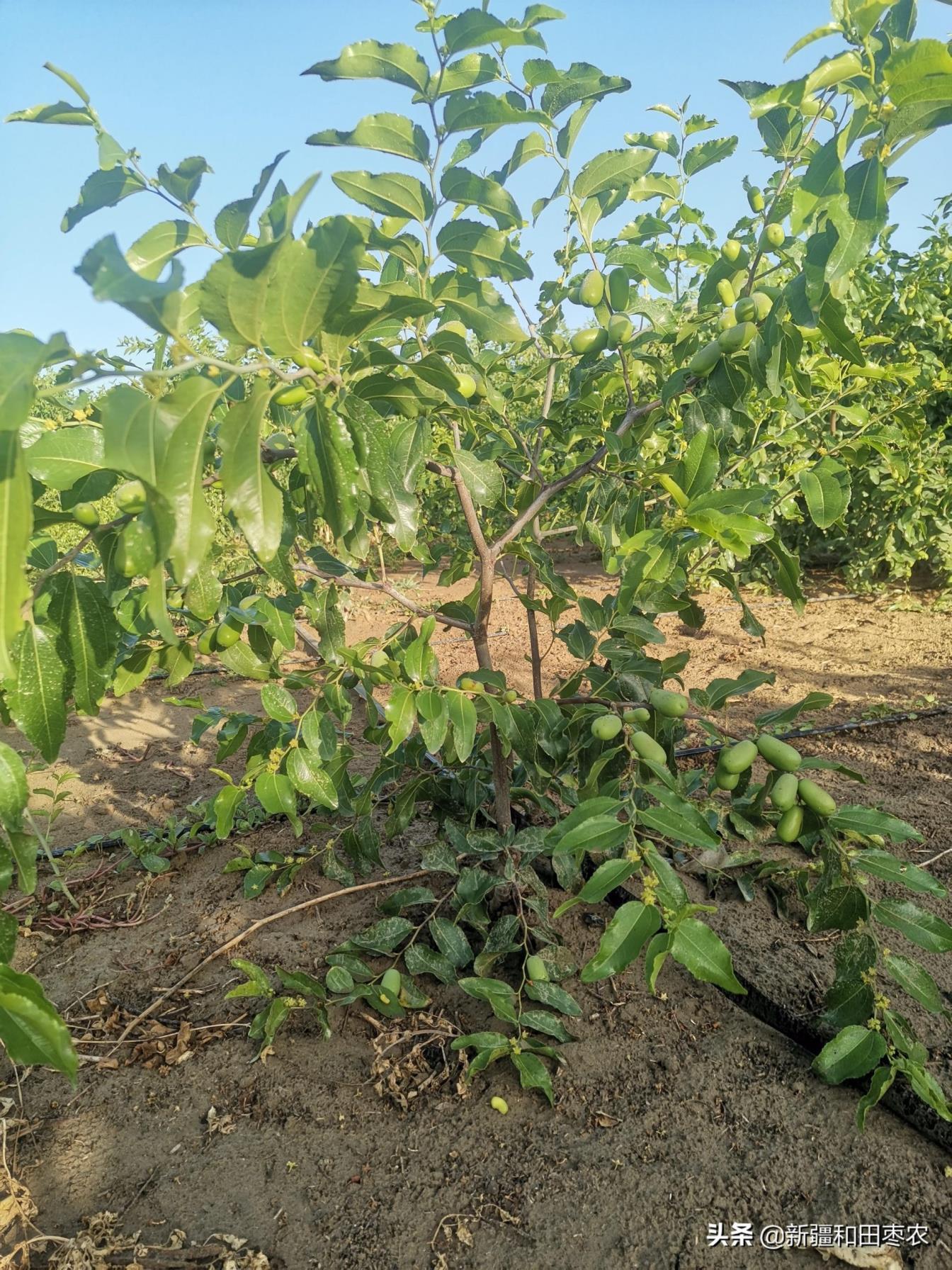 枣树苗什么时候种植，枣树的种植与管理技术