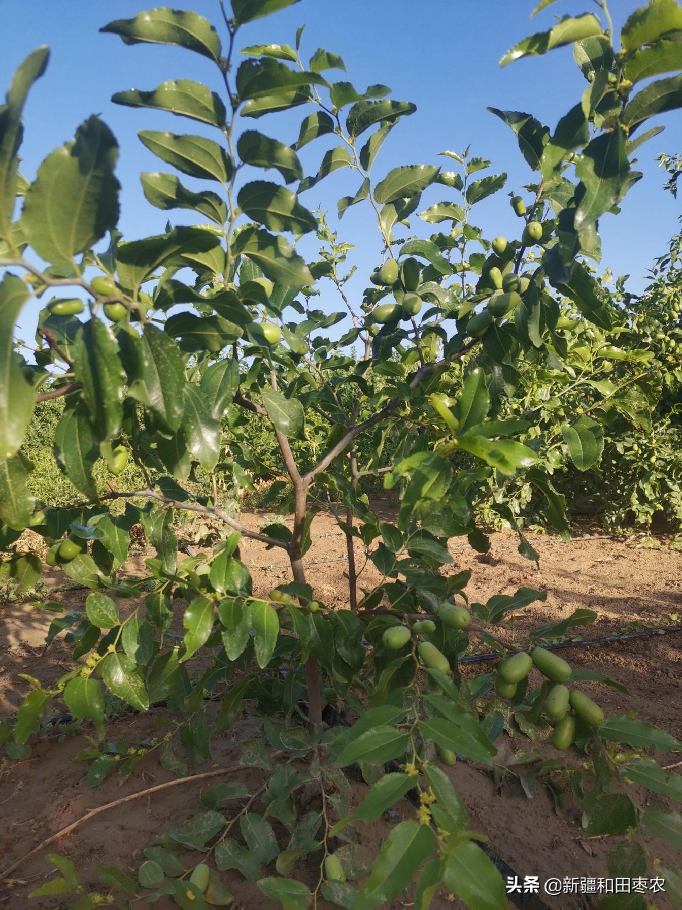 枣树苗什么时候种植，枣树的种植与管理技术