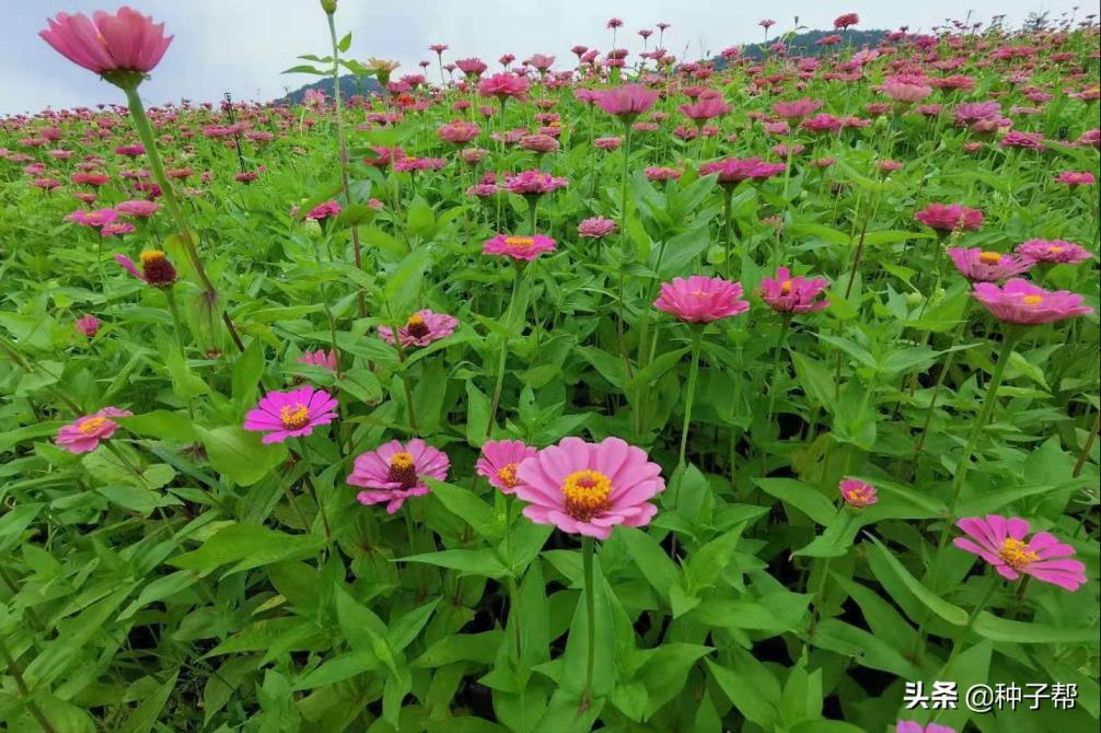 百日草怎么种植方法，百日草播种方法和时间