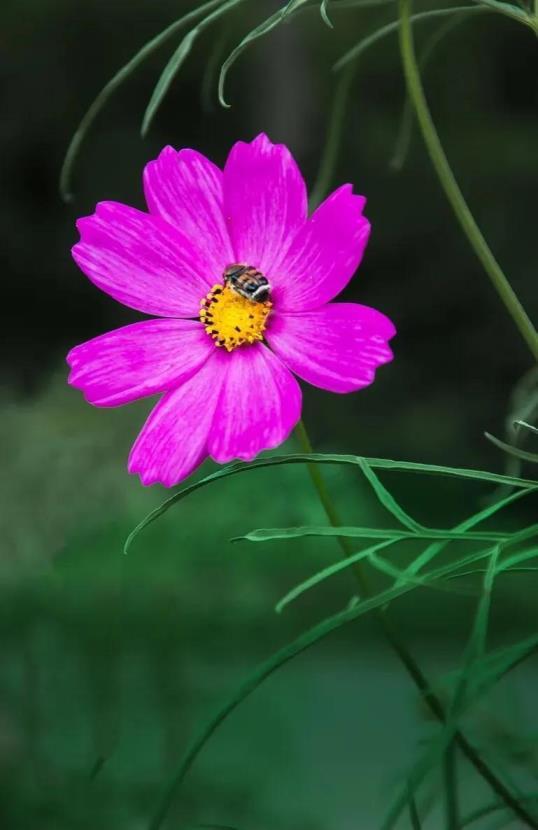 波斯菊长什么样子，有关波斯菊特征简介