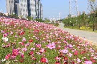 波斯菊种子怎么种，波斯菊播种方法和时间