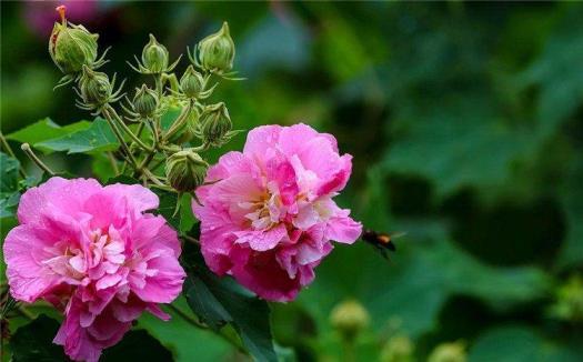 芙蓉花是什么样子，有关芙蓉花特征描写