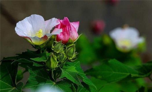 芙蓉花是什么样子，有关芙蓉花特征描写