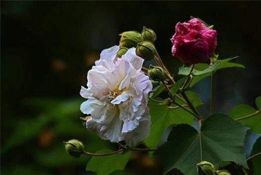 芙蓉花是什么样子，有关芙蓉花特征描写