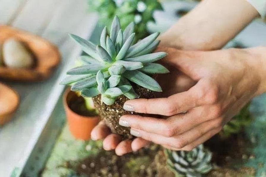 多肉植物怎么养肥，详解多肉植物养护小妙招