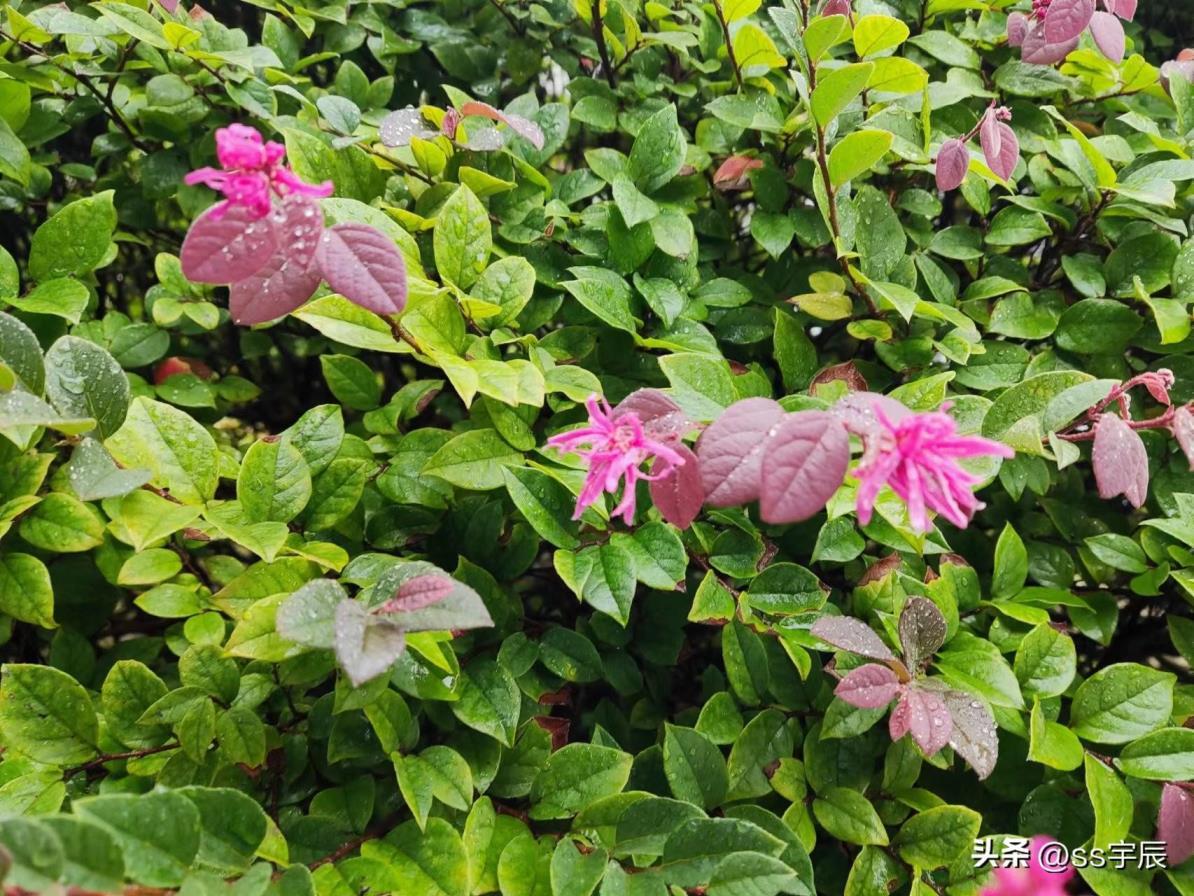 红花继木盆景怎么养，有关红花继木的种植与养护