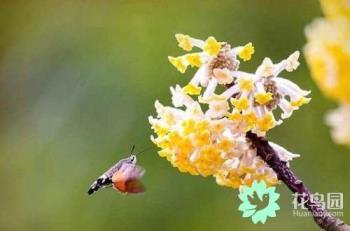 结香花能在家里养吗，结香花种植方法讲解