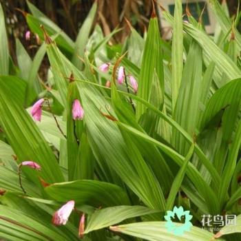 白芨种植条件有哪些，白芨种植技术与栽培