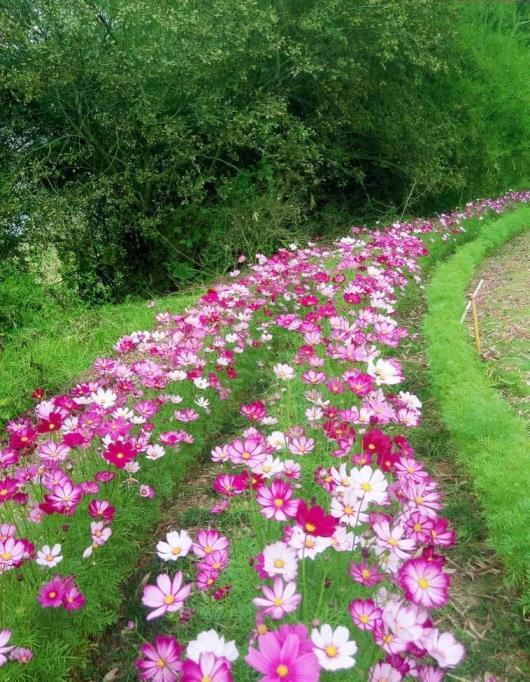 格桑花花语象征着什么，了解格桑花的寓意