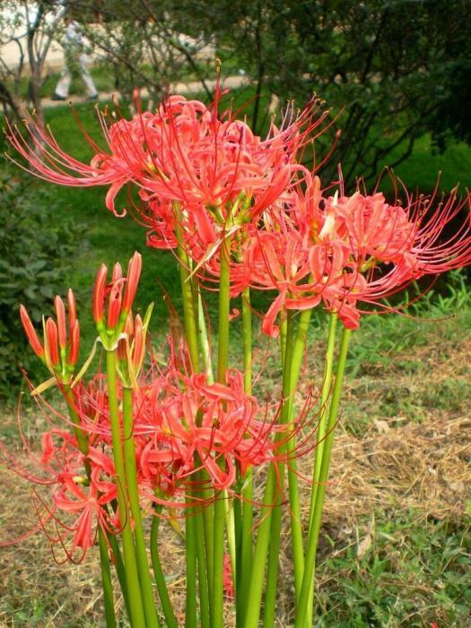 8月开什么花，八月代表性的花推荐