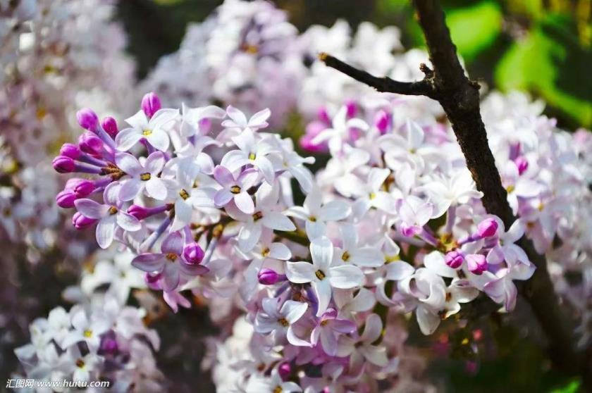 丁香花代表什么象征意义，丁香花的花语与寓意