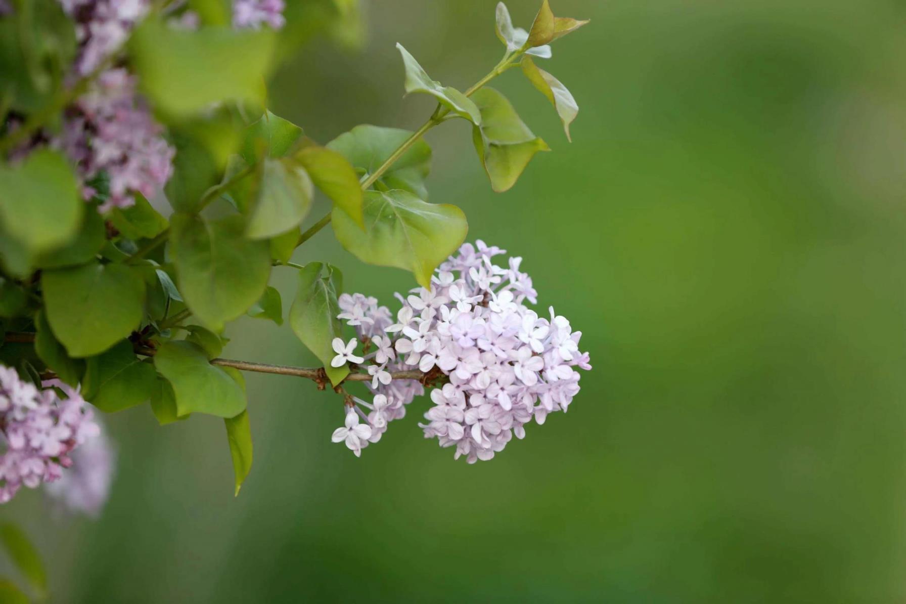 丁香花代表什么象征意义，丁香花的花语与寓意