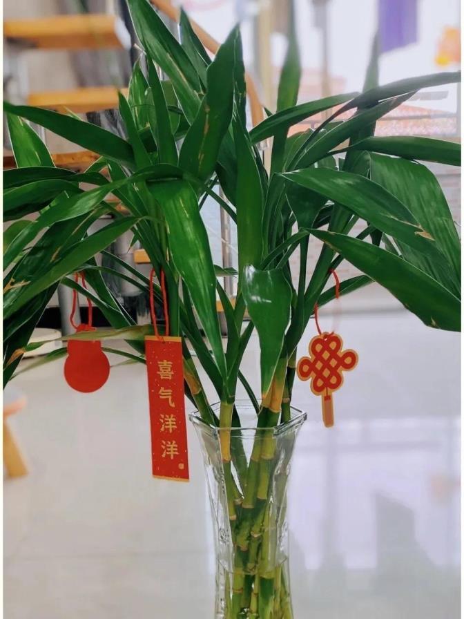 家庭种植花卉品种有哪些，家庭常见花卉大全